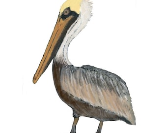 Brown Pelican