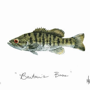May include: A watercolor painting of a green and brown striped fish with red eyes. The fish is swimming to the right. The text "Bartran's Bass" is written below the fish.