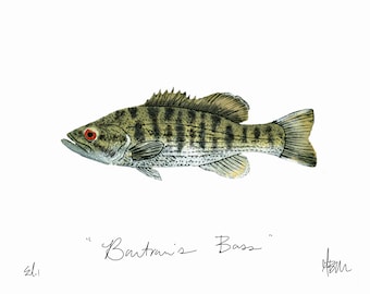 Bartram’s Bass Print