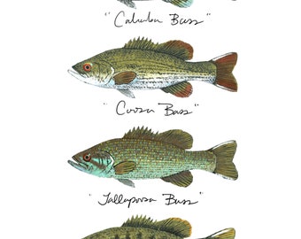 Mobile Basin Redeye Bass Slam