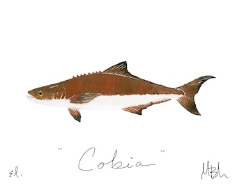 Cobia