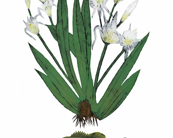 The Cahaba Print
