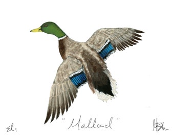 Mallard