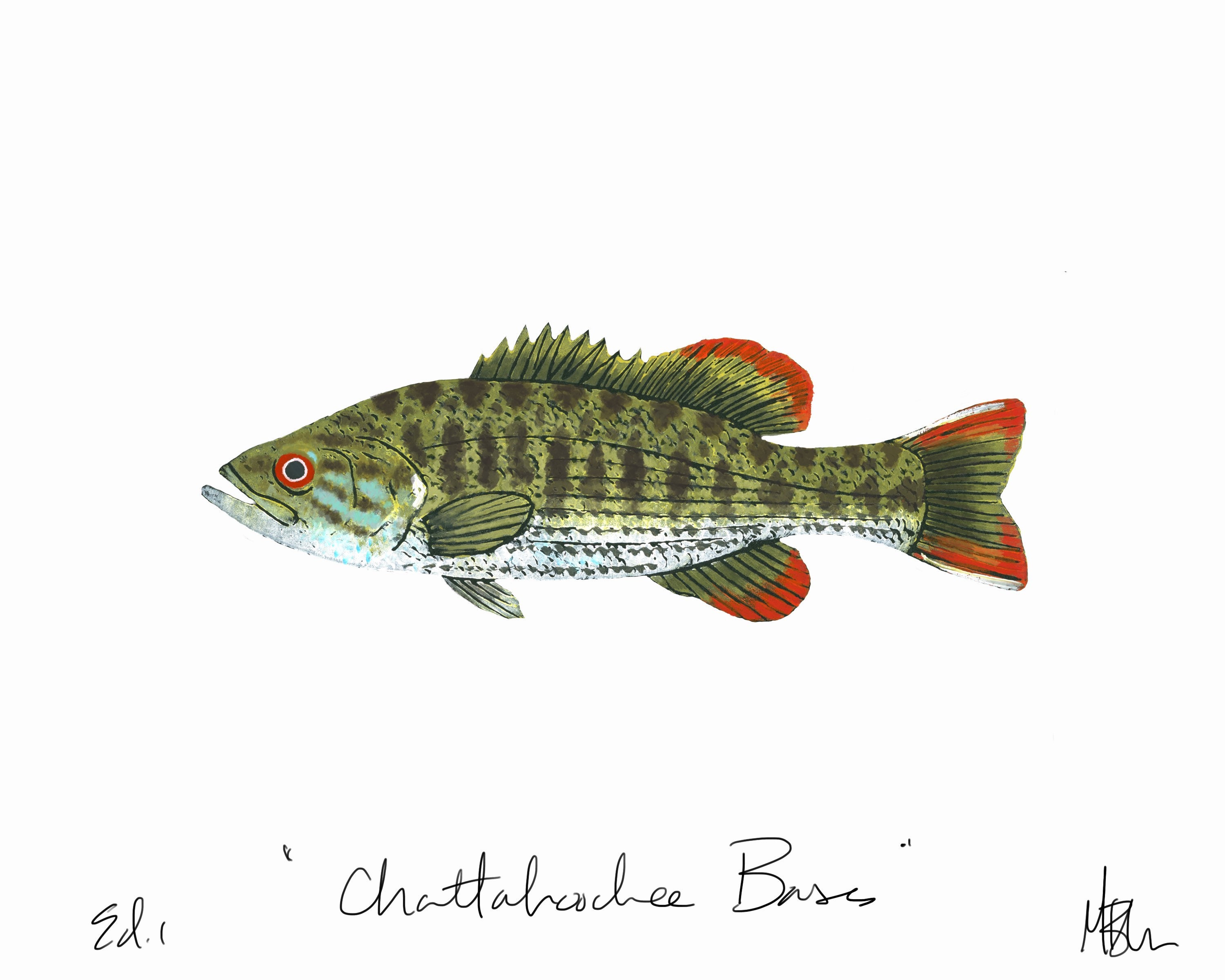 Chattahoochee Bass Print