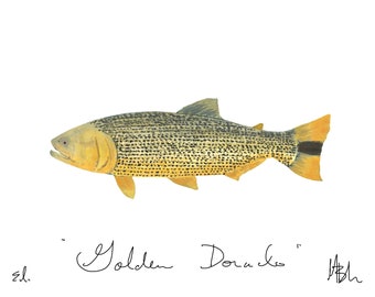 Dorade dorée