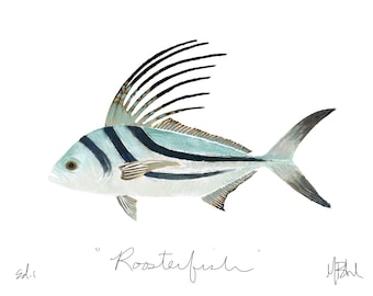 Roosterfish