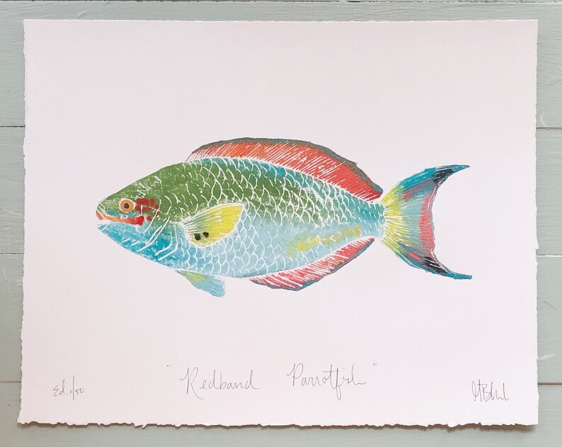 Redband Parrotfish 11x14 image 1