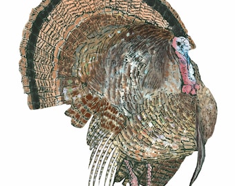 Eastern Wild Turkey Print