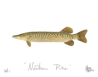 Northern Pike Print