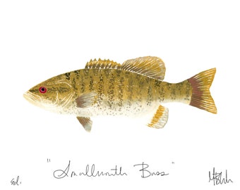 Smallmouth Bass Print