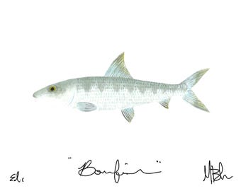 Impression Bonefish