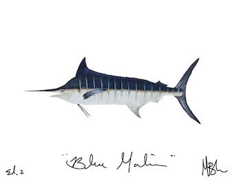Blue Marlin