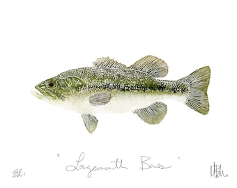 Largemouth Bass Print