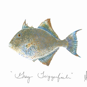 May include: A watercolor painting of a gray triggerfish with blue and yellow accents. The fish is swimming to the right. The painting is signed "Gray Triggerfish" and "MBluh".