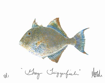 Grey Triggerfish Print