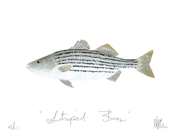 Striped Bass Print