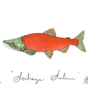 Sockeye Salmon
