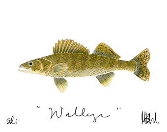 Walleye