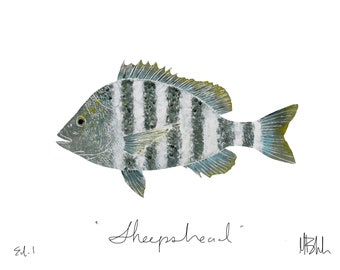 Sheepshead Print