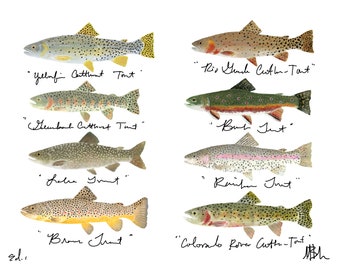 Colorado Trout