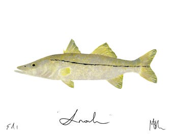 Snook