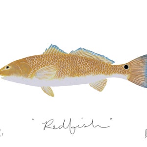 Redfish Print