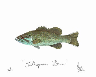 Tallapoosa Bass Print