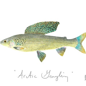 Puede incluir: Una ilustración detallada de un tímalo ártico con un cuerpo con patrones verdes, azules y dorados. El pez nada hacia la derecha. El texto "Arctic Grayling" está escrito en cursiva debajo del pez. El texto "ed 1" está escrito en la esquina inferior izquierda de la imagen.