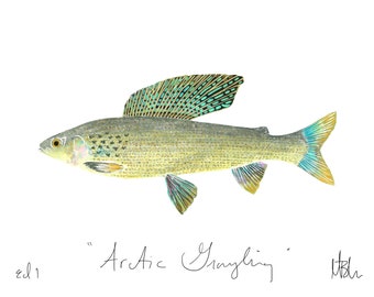 Arctic Grayling Print