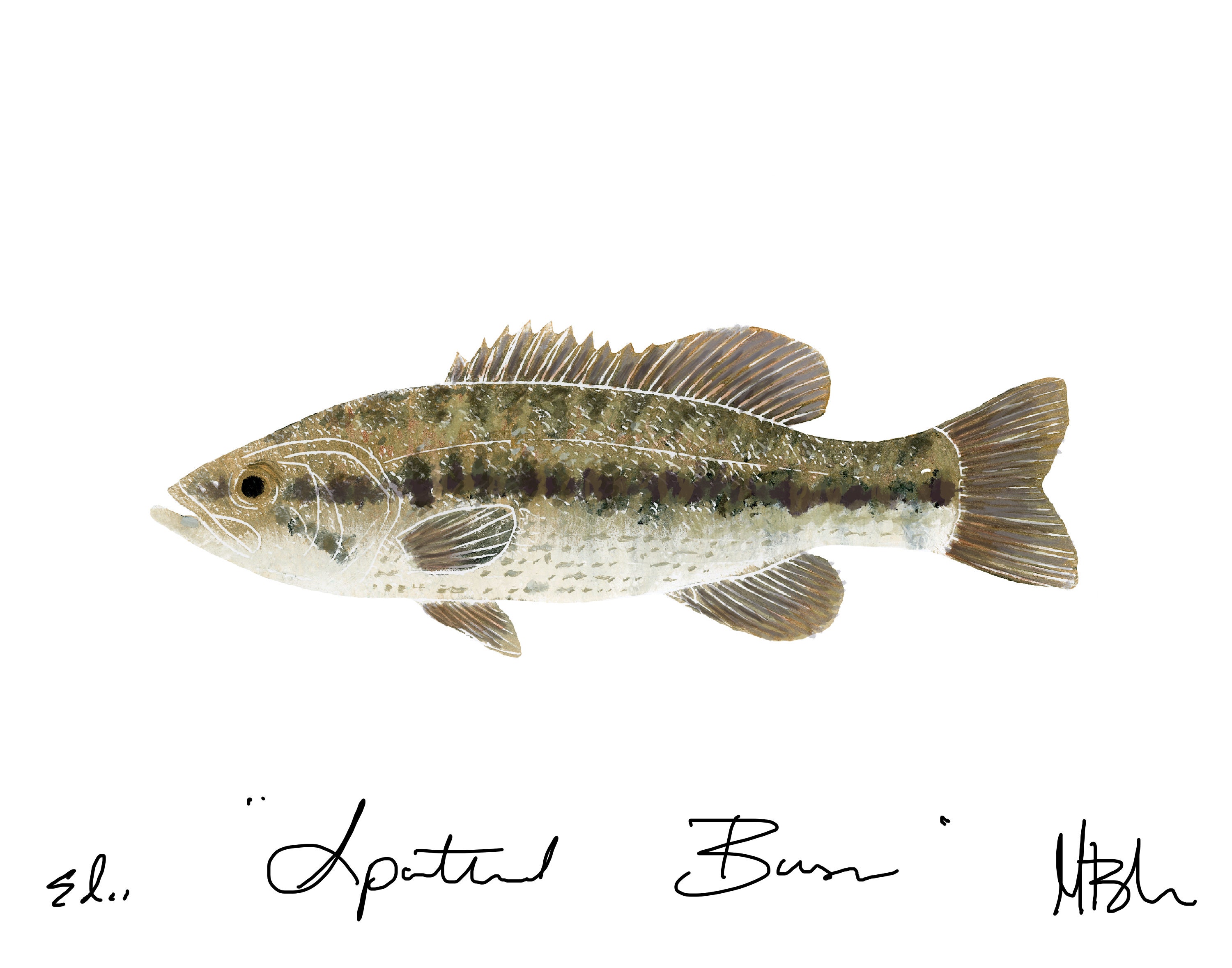 Spotted Bass 
