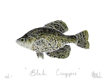 Black Crappie Print