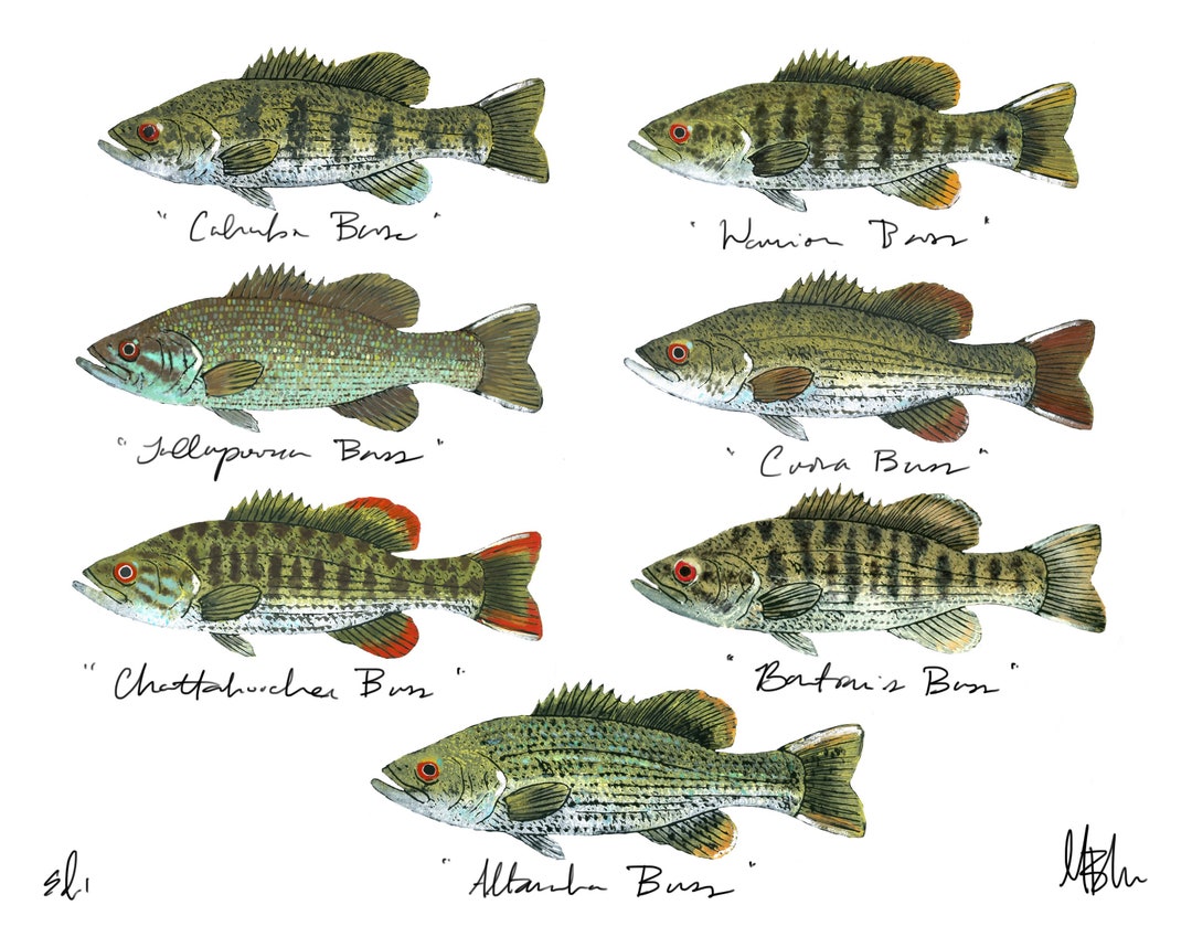 Redeye Bass Slam Print Etsy redeye-bass-slam-print-etsy
