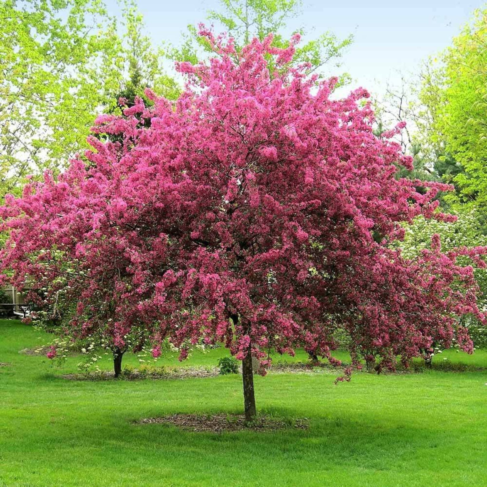prairie fire crabapple near me
