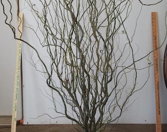 Curly Willow Branches 10/bunch