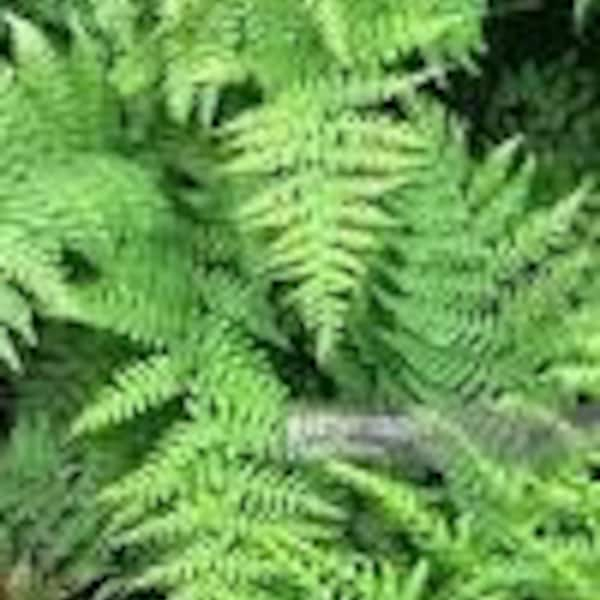 Lady Fern (5 bare root)