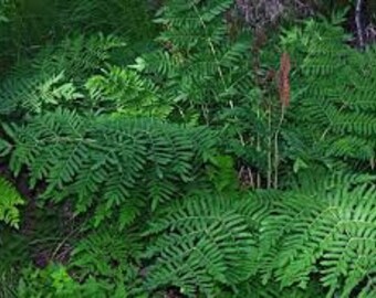 Royal fern (5 bare root)