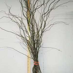 Curly willow branches 2-4 ft.