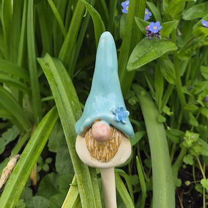 May include: A ceramic garden gnome with a light blue pointed hat and a matching flower accent. The gnome has a tan beard, a pink nose, and a cream-coloured face. The gnome is set among green foliage and small blue flowers.