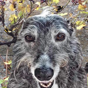 Tarjeta para cualquier ocasión: galgo, whippet y lurcher