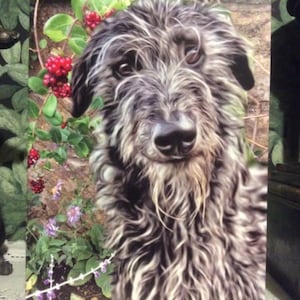 Windhund Whippet Deerhound Lurcher alle Anlasskarte