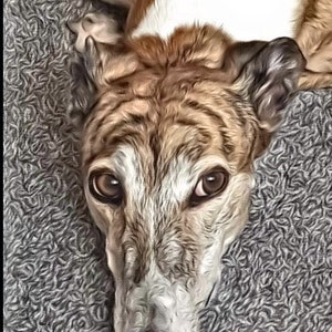 Carte pour toute occasion lévrier lurcher Whippet