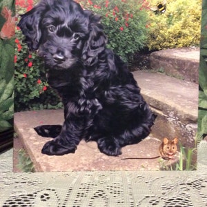 Tarjeta de felicitación para cualquier ocasión: Cockerpoo, Greyhound