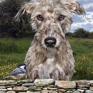 Biglietto di auguri per tutte le occasioni con levriero Lurcher Greyhound Whippet