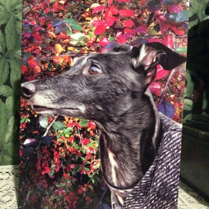 Carte toutes occasions lévrier Lurcher Whippet