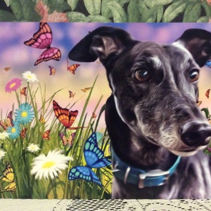 Windhund mit Schmetterlingskarte
