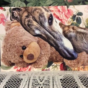 Greyhound, Whippet, Lurcher Teddy Grußkarte