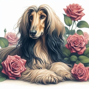Levriero afgano, levriero, whippet, biglietto di auguri per qualsiasi occasione