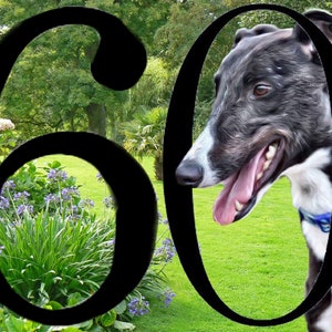 Greyhound Whippet Lurcher Geburtstagskarte 60