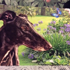 Carte toutes occasions lévrier, lévrier Lurcher