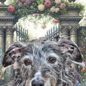 Carte toutes occasions whippet lévrier Lurcher